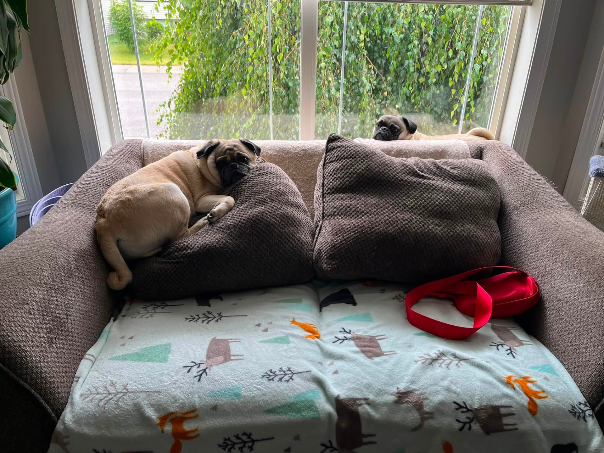 Two relaxed pugs curled up on a couch during an in-home pet sitting visit