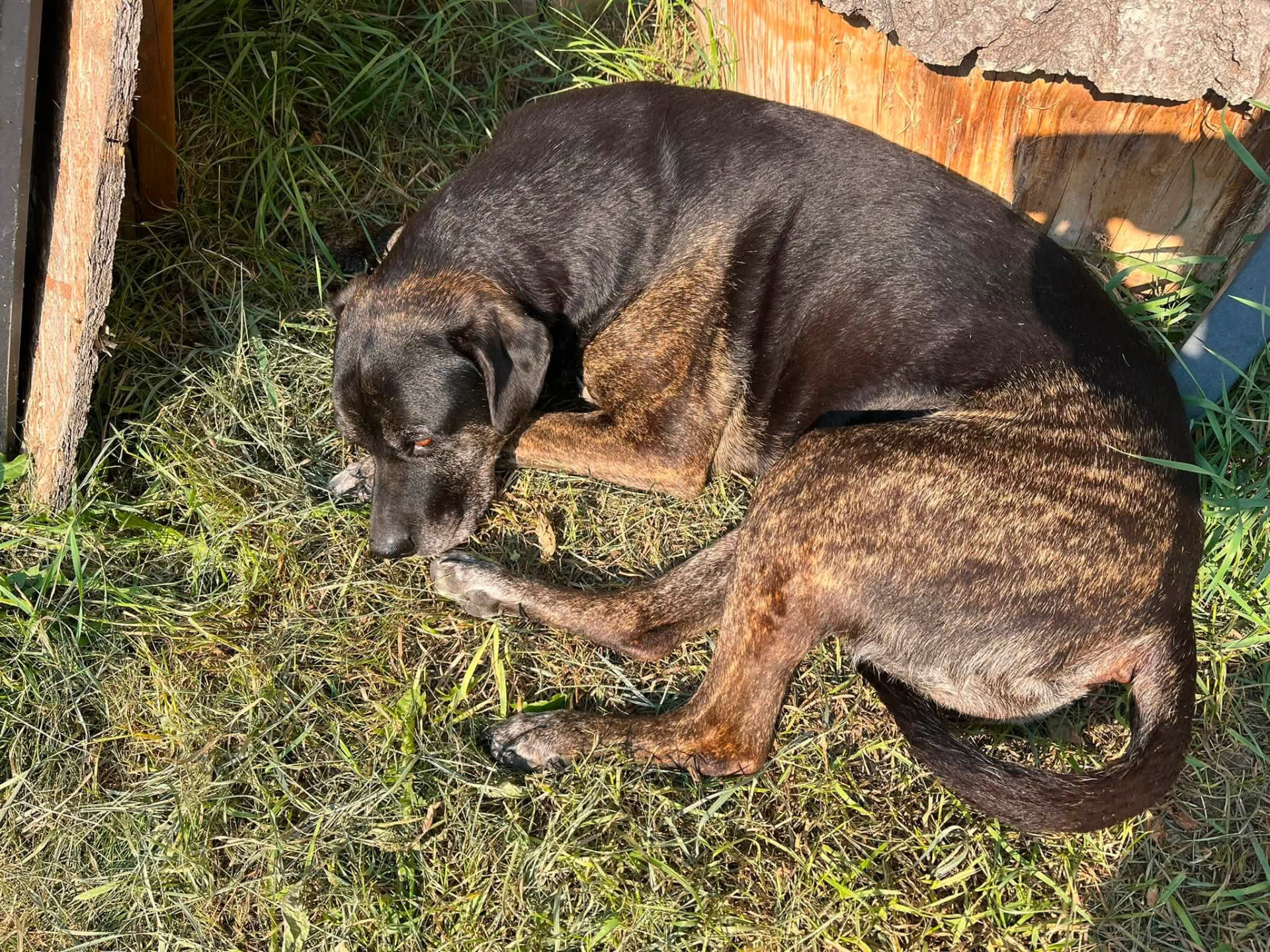 Brindle Labrador mix curled up napping in the grass