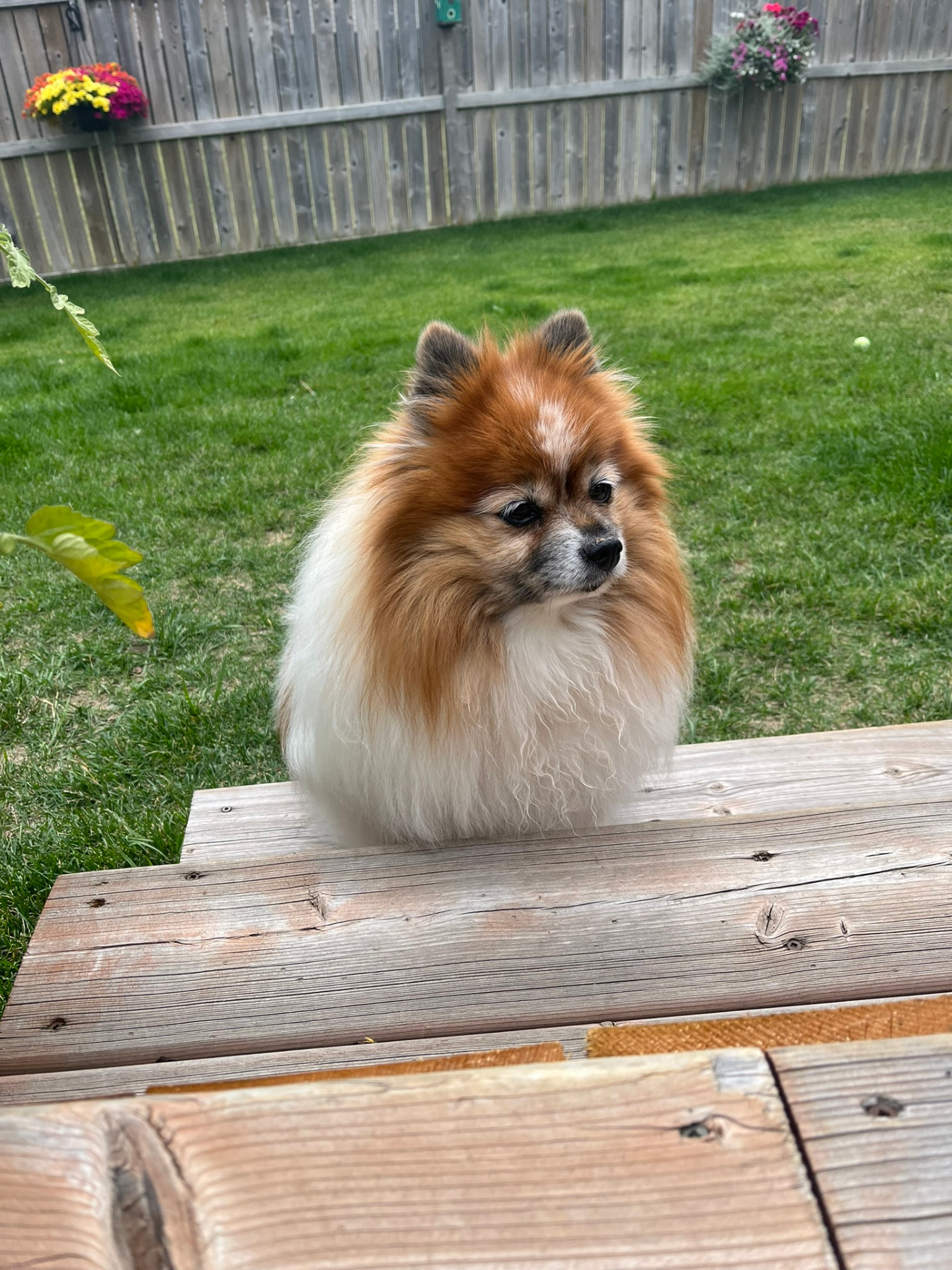 Fluffy Pomeranian sitting by the deck steps in a green backyard