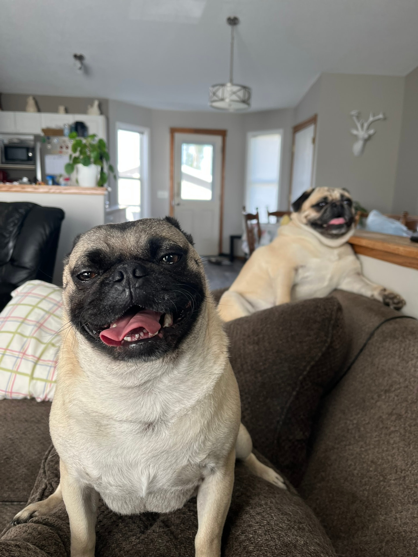 Two cheerful pugs lounging on the couch at home