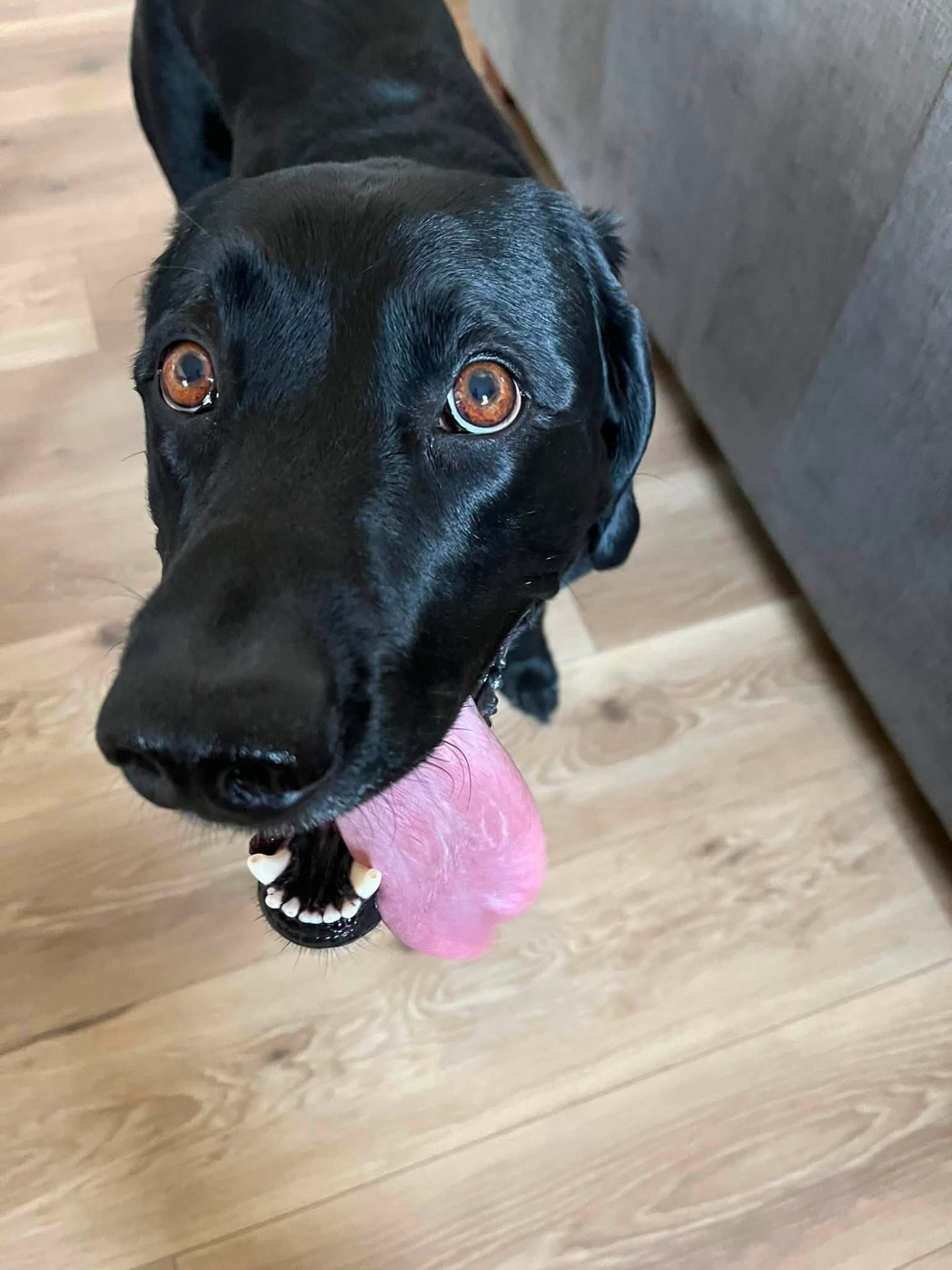 Happy black Labrador waiting for a drop-in visit