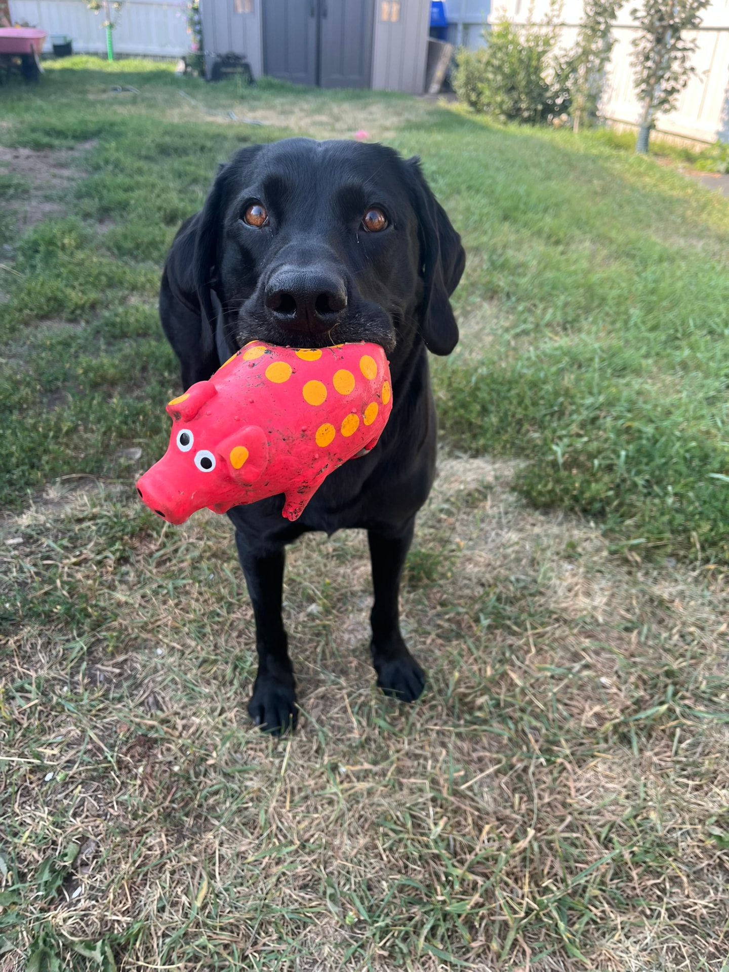 Black Labrador proudly carrying a red squeaky pig toy in the yard