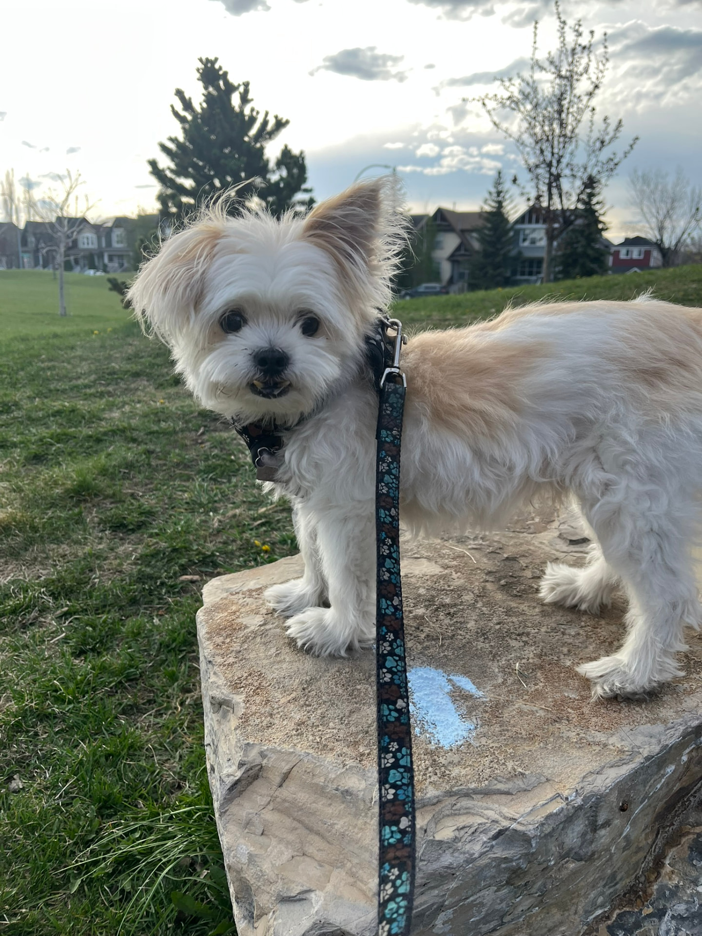 Fluffy little terrier mix standing proudly on a rock in the park