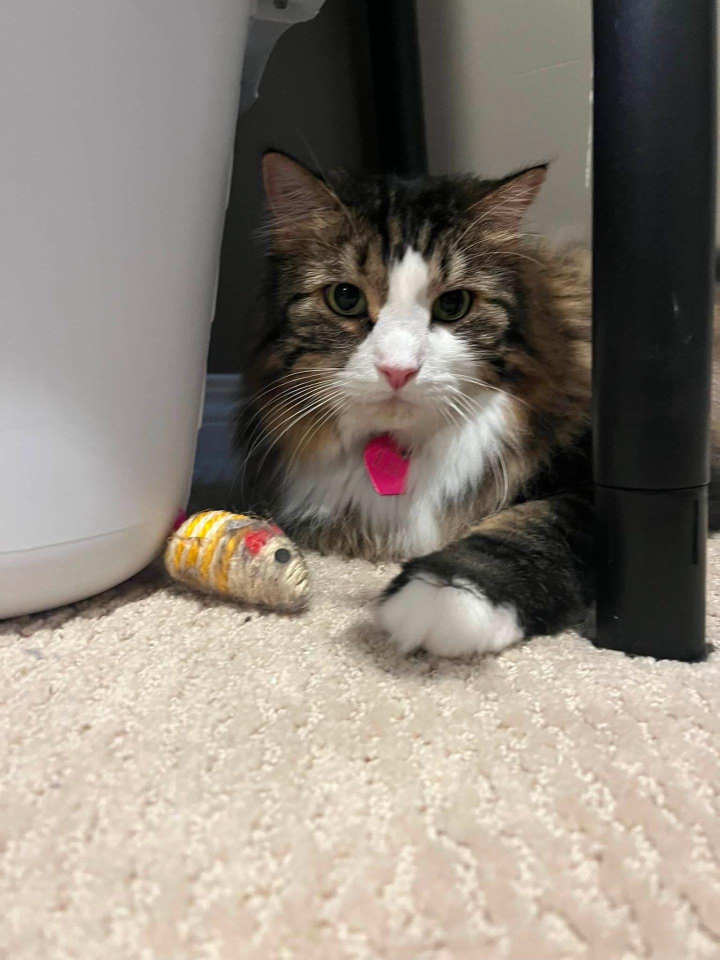 Long-haired tabby cat resting beside her favourite toy mouse