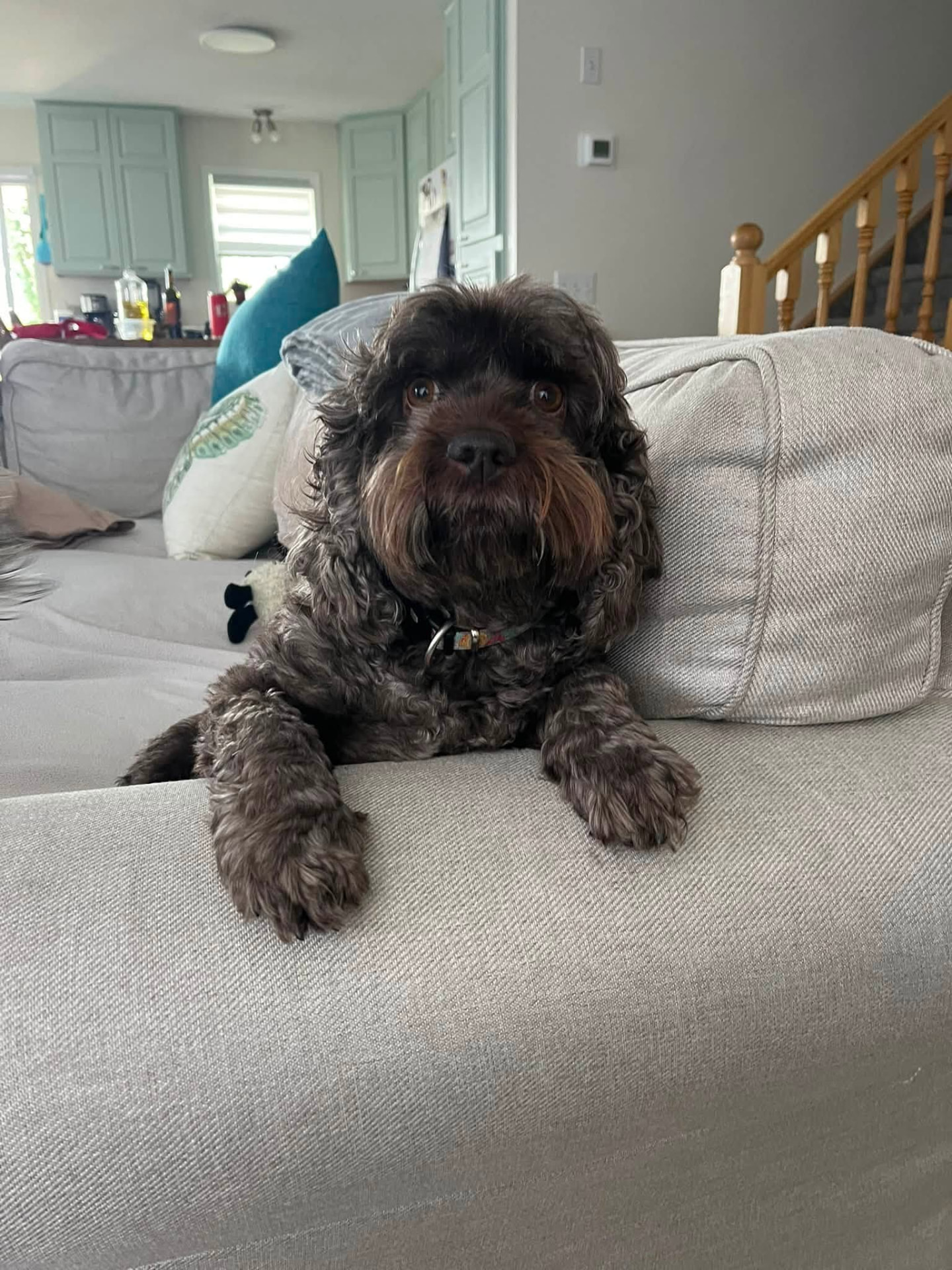 Chocolate cockapoo lounging on the back of a couch during a drop-in visit