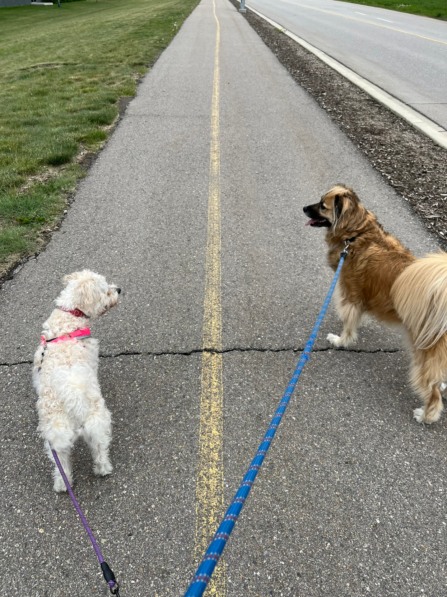 Two dogs walking side by side along a neighbourhood pathway