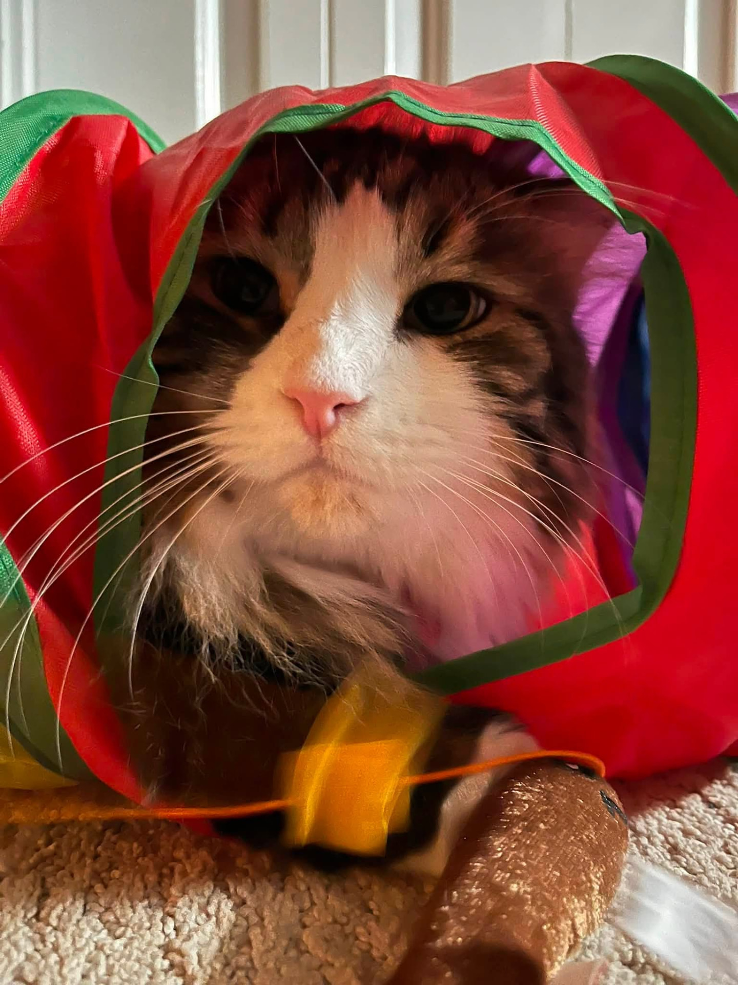 Fluffy calico cat playing in a colorful cat tunnel