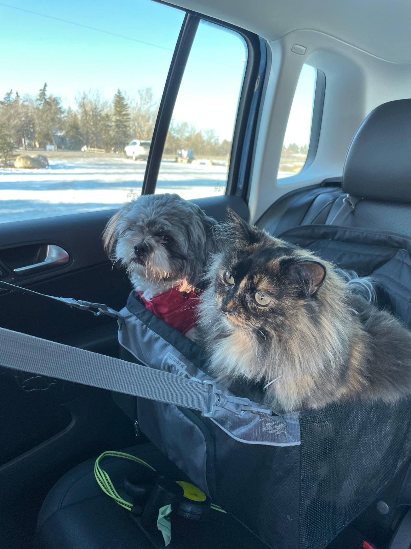 A small dog and a fluffy cat riding safely in a car carrier during a pet taxi trip