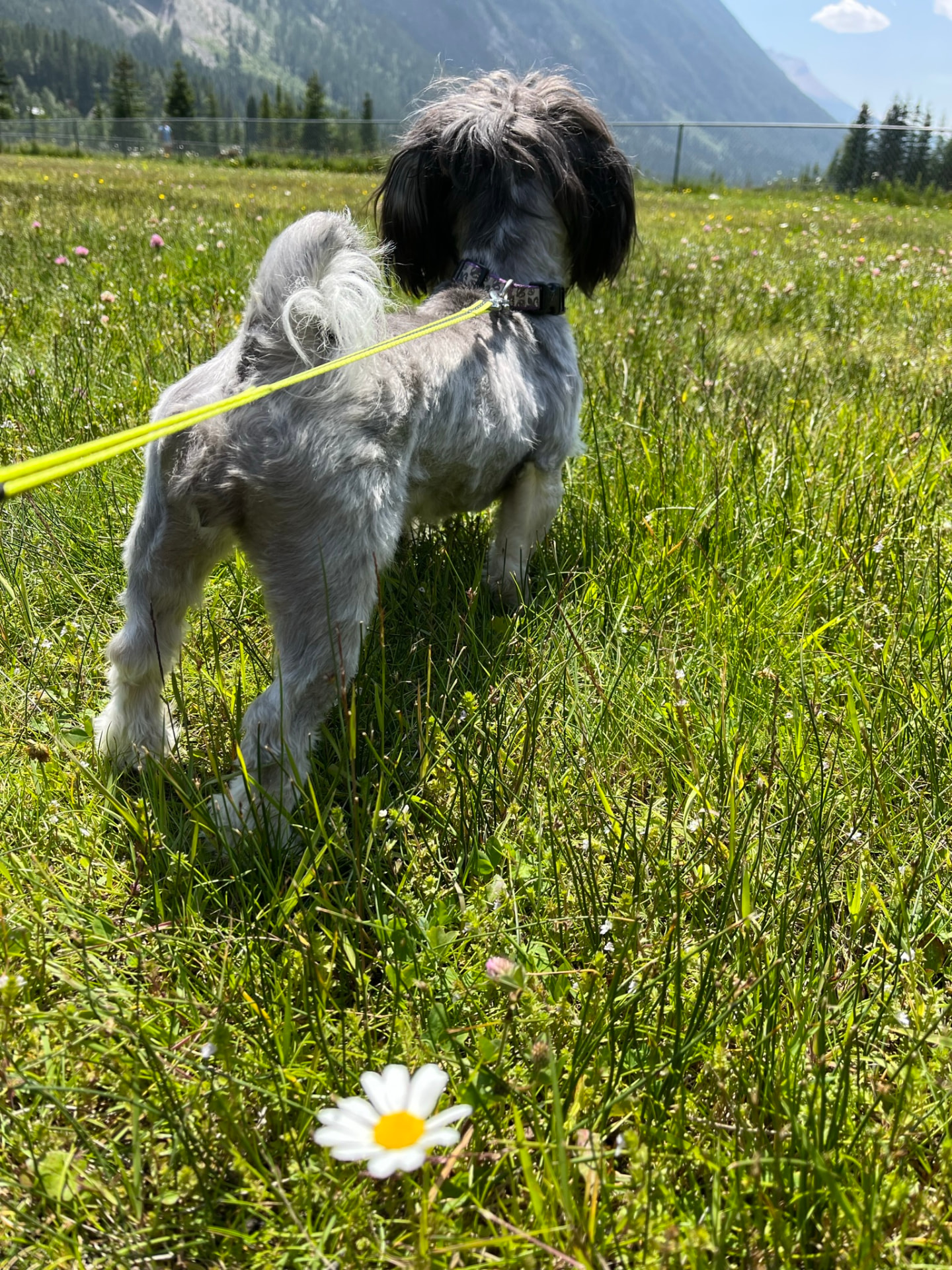 Small shaggy dog exploring a grassy mountain meadow on a leash