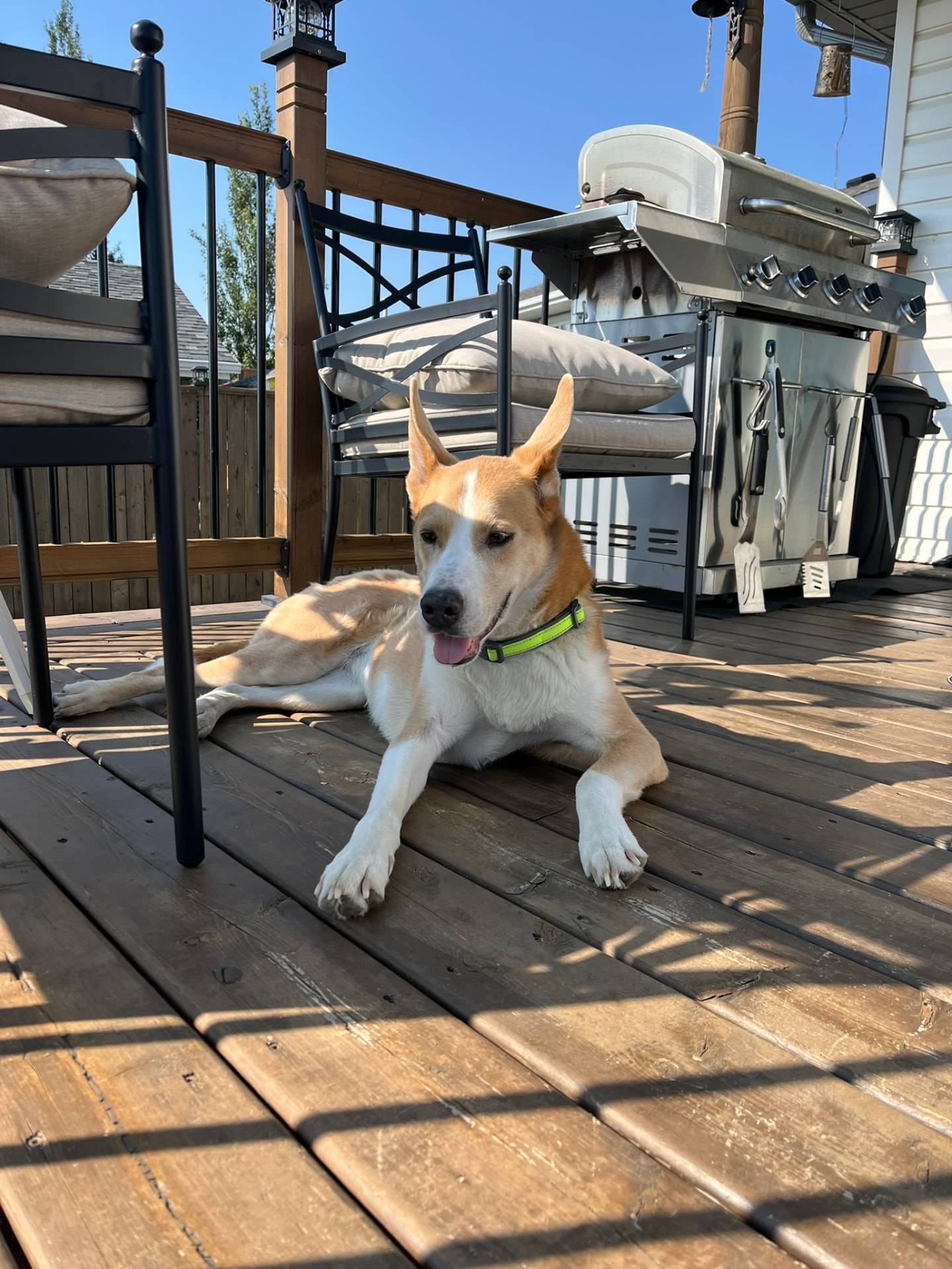 Tan and white shepherd mix relaxing in the sun on a backyard deck